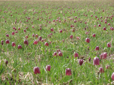 MocvirskaLogarica_Barbara-Vidmar-2-1320x858