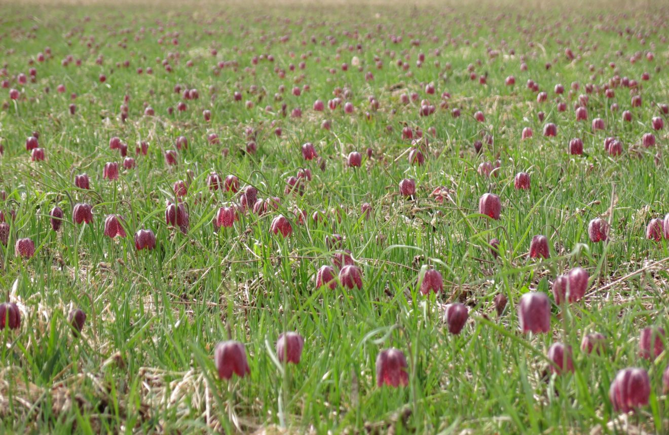 MocvirskaLogarica_Barbara-Vidmar-2-1320x858